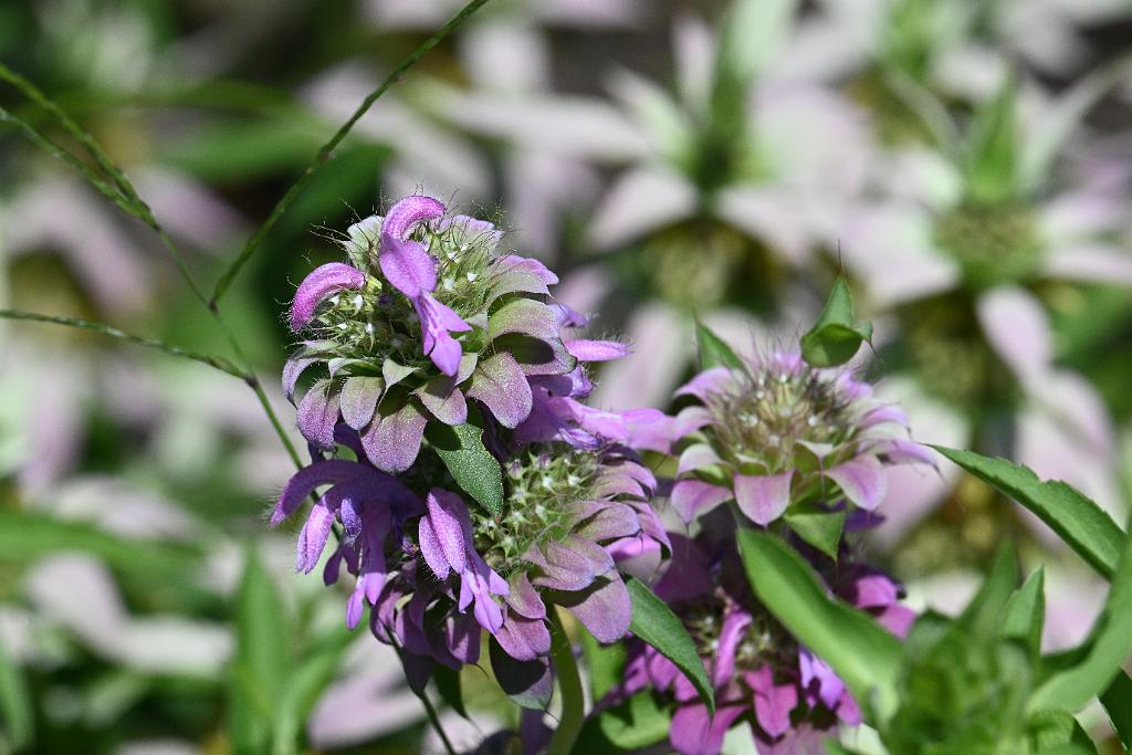 2025-08080023 Tower Hill Botanaic Garden, MA.JPG - Lemon Beebalm (Monarda citriodora). New England Botanic Garden at Tower Hill, MA, 8-8-2025